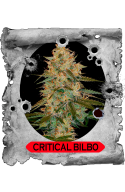 Critical Bilbo