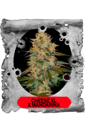 Cheese XL x Mandarina