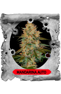 Mandarina Auto